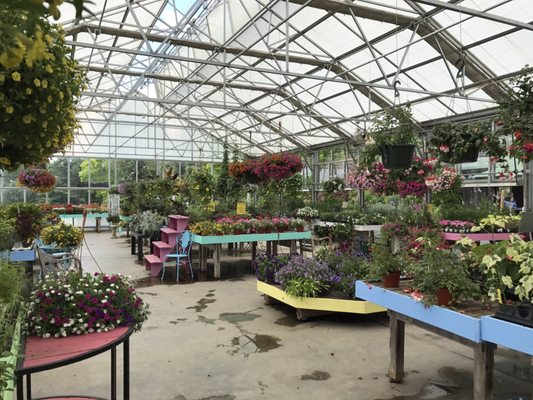 Huge selection of indoor plants in the greenhouse.