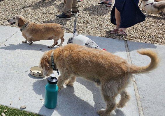 Baylah, left, and Eli visit with other Dachshunds.