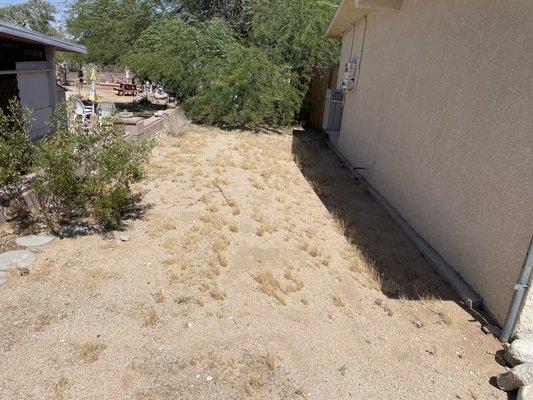 Before Photo of Tree Trim & Weeding.