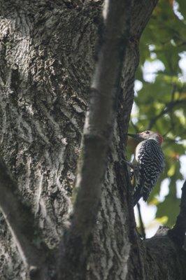 Red Bellied Woodpecker in Beaver Marsh.