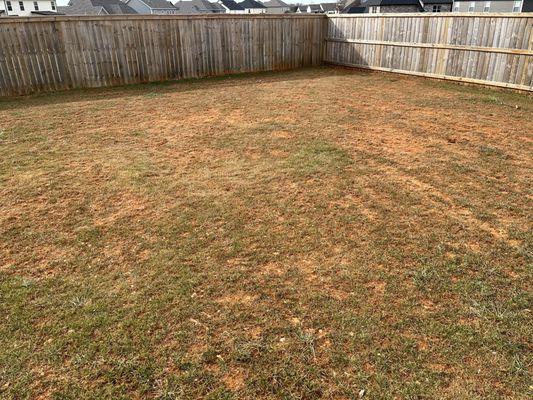 Backyard that was power seeded by Lawn Doctor (8mos after seeding)