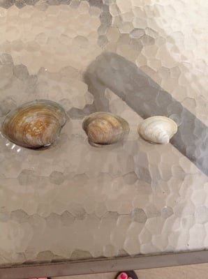 The 2 clams on the right were what I was told were Maine littlenecks from AP Fish. The 1 on the left is from Shaws.