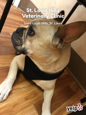 St. Louis Hills Veterinary Clinic