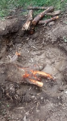 Stump not ground out properly by Eichelberger's Tree Service