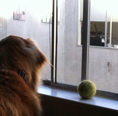 My dog starring over at the neighbor cat in 755 Green St (NO privacy)