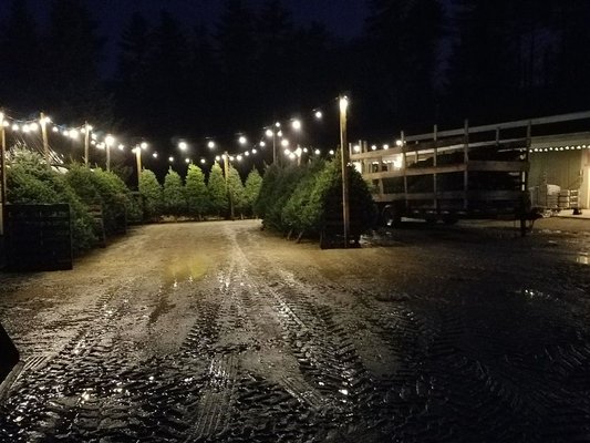 Christmas Trees for sale, grown in NH