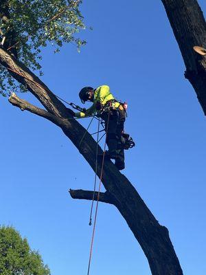 Common Ground Tree Care