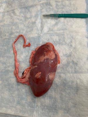 Pig kidney