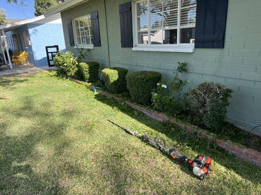 Shrub pruning