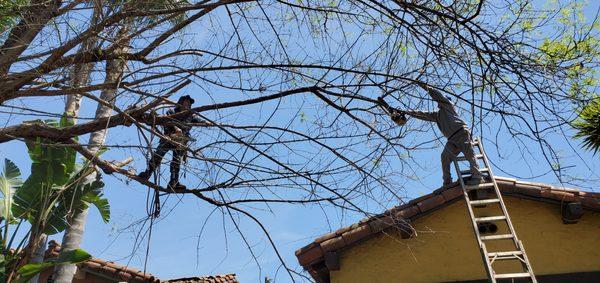 Landa's Tree Service