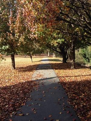 Lots of leaves on the trails on a cold November morning!