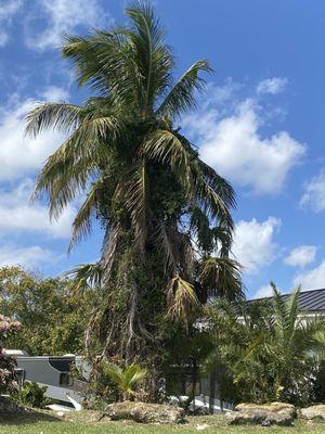 Palms and coconut trees