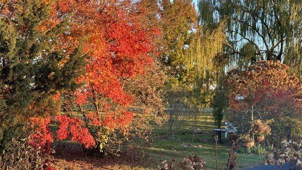 Part of the Japanese Garden and the Calendar Garden, fall. You have to come!