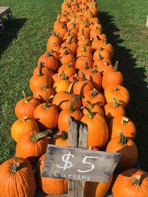 Carving pumpkin selection