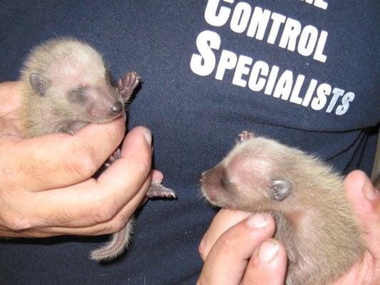 Baby raccoons removed from an attic in Winer Park