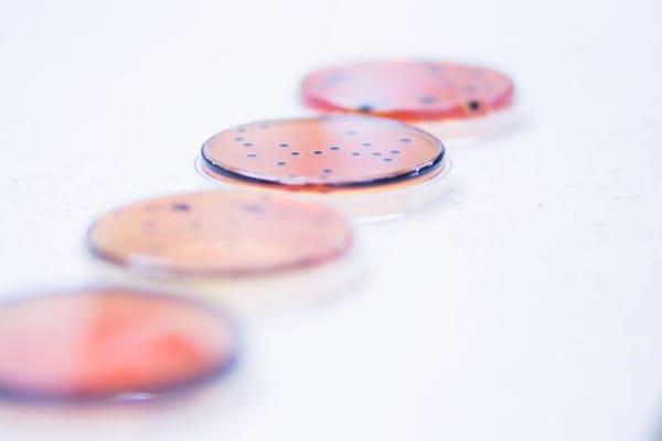 Microbiology petri dishes