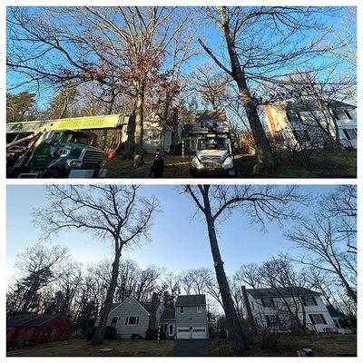 Before and after pictures of tree removals.