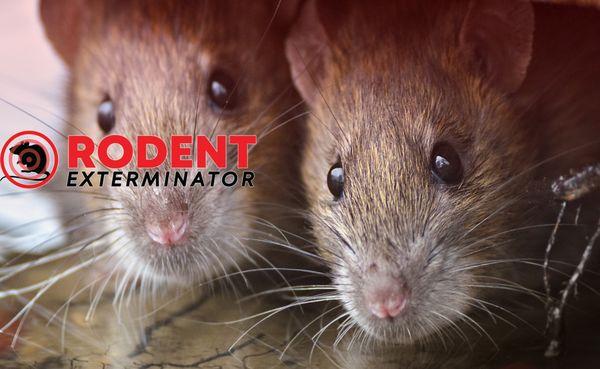 Rodent Exterminator Control