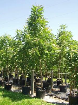 The Miraculous Neem Tree  The most Medicinal Tree on the Planet.  All Natural Products made from this Tree.