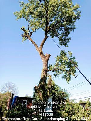 Thompson's Tree Care & Landscaping