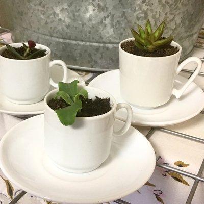 Plant starts in various vintage cups