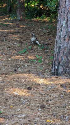 This red tail hawk caught him a squirrel