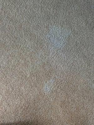 Stained carpet