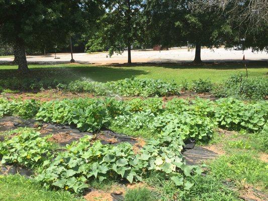 Community Garden