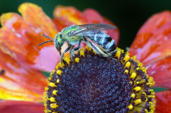 Green Art promotes insects and birds in gardens