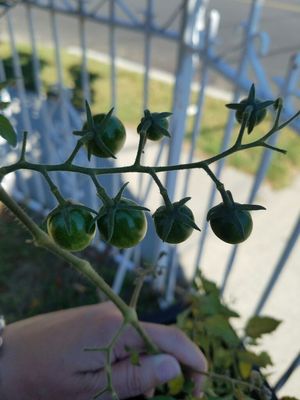 Fresh cherry tomatoes.