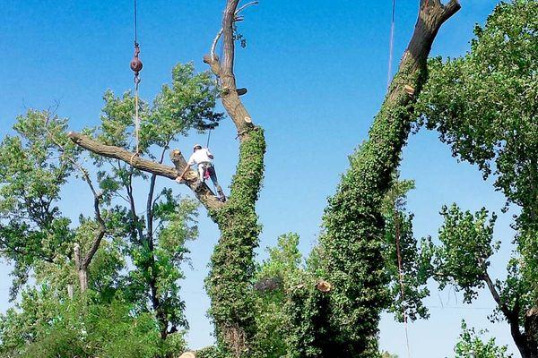 Tree Trimming