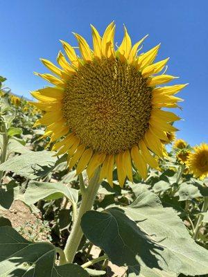 06.13.21 sunflower farm