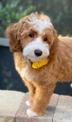 Apricot Australian Labradoodle puppy