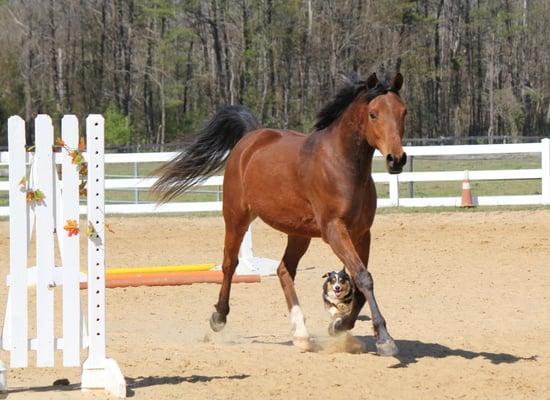 Our instructors horse, Image