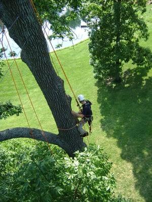 We prune in less invasive manner by climbing the tree and pruning from within.