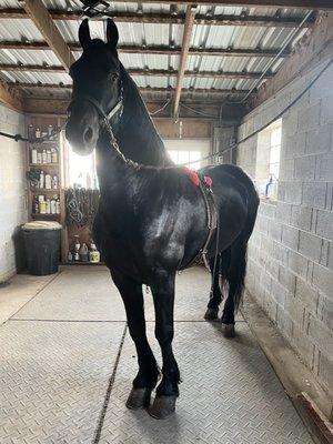 Jaeger LSI Friesian Stallion