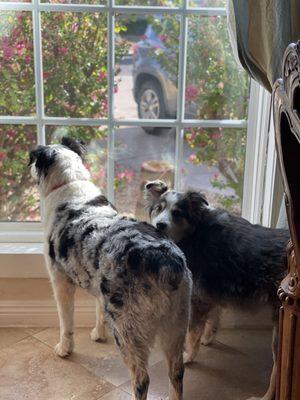 Ares and Belle looking so cute with there new haircuts!