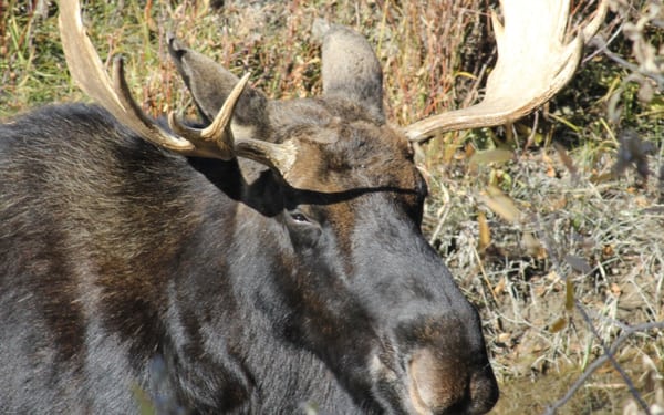 Bull moose, Grand Teton National Park