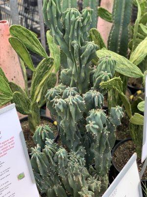 Cactus