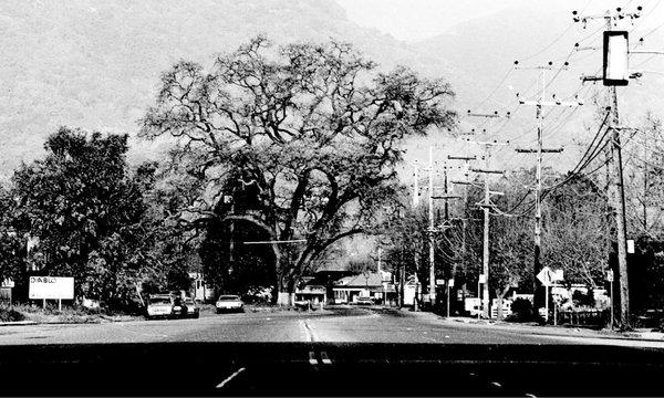 Danville Old Oak Tree (historic photo courtesy of Downtown Danville Historic Walking Tour)