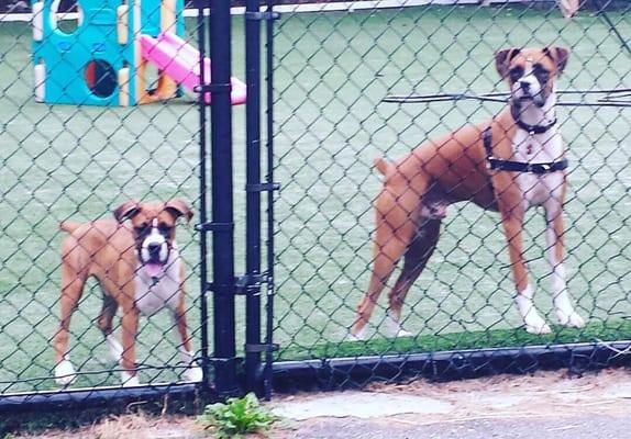 Bruschi and Gronk love Camp Canine