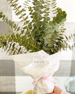 Eucalyptus is perfect for your shower!