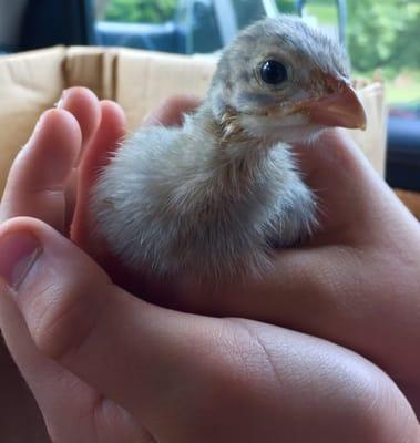 Lavender guinea chics in right now!