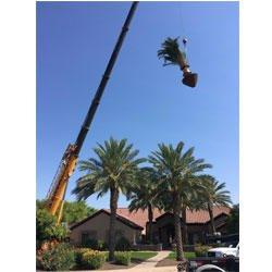 John Hancock Tree Relocation