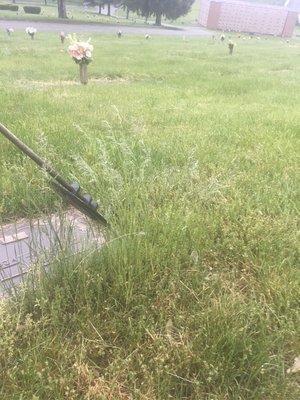 Weeds covering headstones