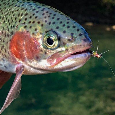 Nice shot with a Nymph pattern fly