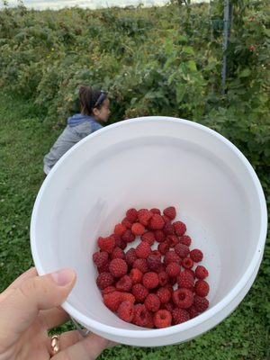 Raspberries