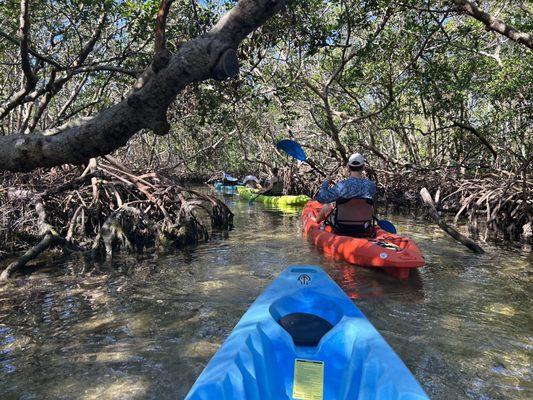 Mangroves