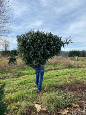 Carrying our tree to the entrance.