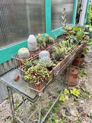 Cacti and succulents